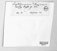 Image of Lophodermium oxycoccos